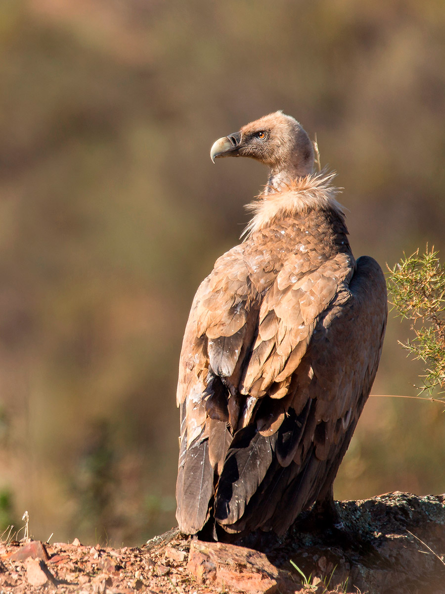 Las rapaces