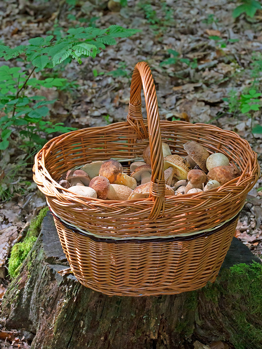 Setas en la Sierra de Aracena